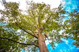 Best Hazardous Tree Removal  in Rowland Heights, CA