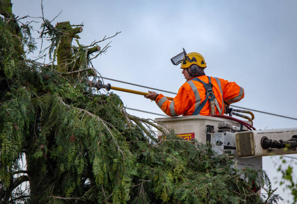 How Our Tree Care Process Works  in  Rowland Heights, CA